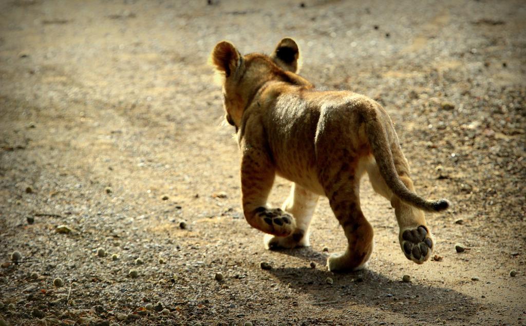 Leopard Mountain Safari Lodge Manyoni Private Game Reserve Exterior photo