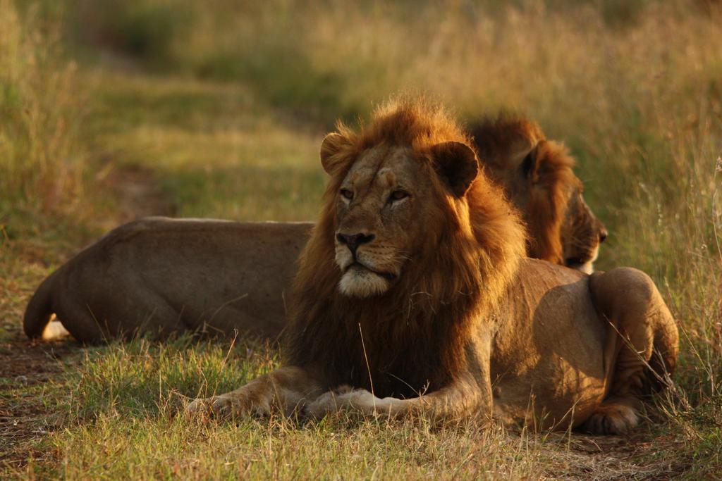 Leopard Mountain Safari Lodge Manyoni Private Game Reserve Exterior photo