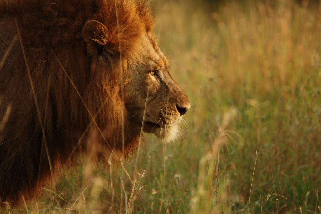 Leopard Mountain Safari Lodge Manyoni Private Game Reserve Exterior photo